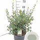 Osmanthus burkwoodii 40-60 cm 7,5L