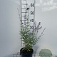Perovskia 'Blue Spire' GM 2,0L