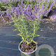 Perovskia 'Blue Spire' GM 2,0L