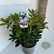 Rhododendron 'Madame Masson' 30-40 cm 5,0L