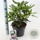 Rhododendron 'Madame Masson' 30-40 cm 5,0L