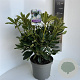 Rhododendron 'Madame Masson' 40-50 cm 5,0L