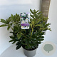 Rhododendron 'Madame Masson' 40-50 cm 5,0L