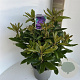 Rhododendron 'Marcel Menard' 40-50 cm 5,0L