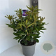 Rhododendron 'Marcel Menard' 40-50 cm 5,0L