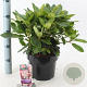 Rhododendron (Y) 'Percy Wiseman' 30-40 cm 5,0L