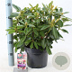 Rhododendron (Y) 'Percy Wiseman' 30-40 cm 5,0L