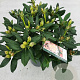 Rhododendron (Y) 'Percy Wiseman' 30-40 cm 5,0L