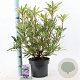 Rhododendron pont. 'Variegatum' 30-40 cm 5,0L