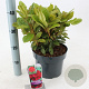 Rhododendron 'Red Jack' 30-40 cm 5,0L