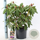 Rhododendron 'Virginia Richards' 30-40 cm 5,0L