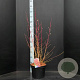 Cornus sang. 'Midwinter Fire' 60-80 cm 10L