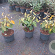 Elaeagnus ebbingei 30-40 cm 3,0L