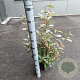 Elaeagnus ebbingei 60-80 cm 5,0L