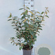 Elaeagnus ebbingei 60-80 cm 5,0L
