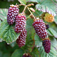 Rubus '' Thornless Tayberry' GM C3