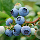 Vaccinium c. 'Bluegold' GM 1,7L