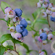 Vaccinium c. 'Darrow' GM C3