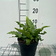 Asplenium scolopendrium GM 2,0L