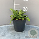 Asplenium scolopendrium GM 2,0L