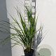 Calamagrostis acut. 'Karl Foerster' GM 2,0L