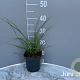 Cortaderia s. 'Pumila' GM 2,0L