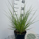 Cortaderia s. 'Pumila' GM 2,0L