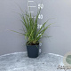 Cortaderia s. 'Rosea' GM 2,0L