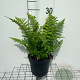 Dryopteris filix-mas GM 2,0L