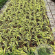 Hakonechloa macra 'Aureola' GM 2,0L