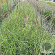 Miscanthus sin. 'Ferner Osten' GM 2,0L