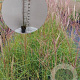 Miscanthus sin. 'Ferner Osten' GM 2,0L