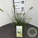 Pennisetum al. 'Little Bunny' GM 2,0L