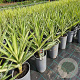 Yucca 'Silver Star' GM 1,7L