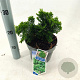 Chamaecyparis o. 'Nana Gracilis' 20-25 cm 3,0L