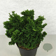 Chamaecyparis o. 'Nana Gracilis' 20-25 cm 3,0L