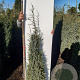 Juniperus comm. 'Hibernica' 100-125 cm met kluit