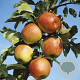 Malus domestica 'Reine des Reinettes' GM 11L