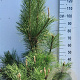 Pinus nigra nigra 100-125 cm 20L