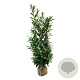 Prunus l. 'Caucasica' 150-175 cm met kluit