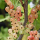 Ribes rubrum 'Gloire de Sablons' GM C3