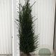 Taxus baccata 125-150 cm met kluit