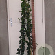 Hedera hibernica 150-175 cm 3,0L