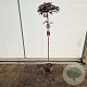 Albizia julibr. 'Summer Chocolate' 150 cm stam 7,5L