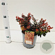 Berberis thunb. 'Atropurpurea Nana' 25-30 cm 2,5L