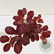 Cotinus cog. 'Royal Purple' 30-40 cm 3,0L