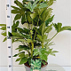 Fatsia japonica 60-80 cm 7,5L