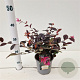 Loropetalum c. 'Fire Dance' 25-30 cm C1.5