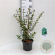 Osmanthus burkwoodii 30-40 cm 3,0L