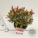 Photinia fraseri 'Little Fenna' 20-30 cm 2,5L